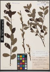 Foto von Salix aurita L. x Salix nigricans Sm. x Salix phylicifolia L.